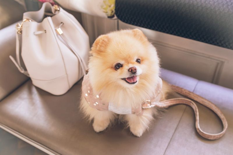Pomeranians: Fluffy Treasures That Fit In A Purse