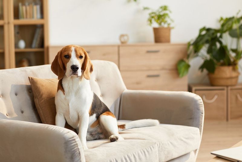 Beagles: Social Hounds With Wagging Tails