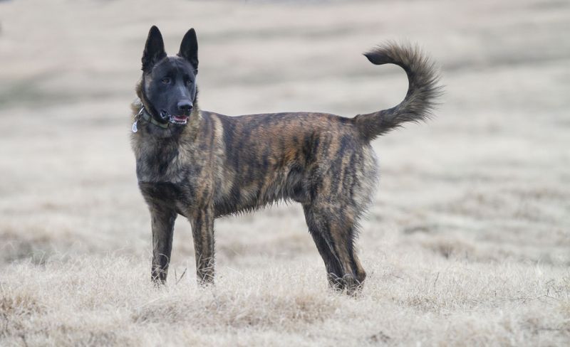 Dutch Shepherds: The Versatile Guardians