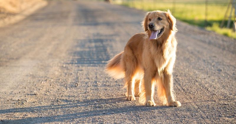 Golden Retrievers: Sunshine In Fur Form