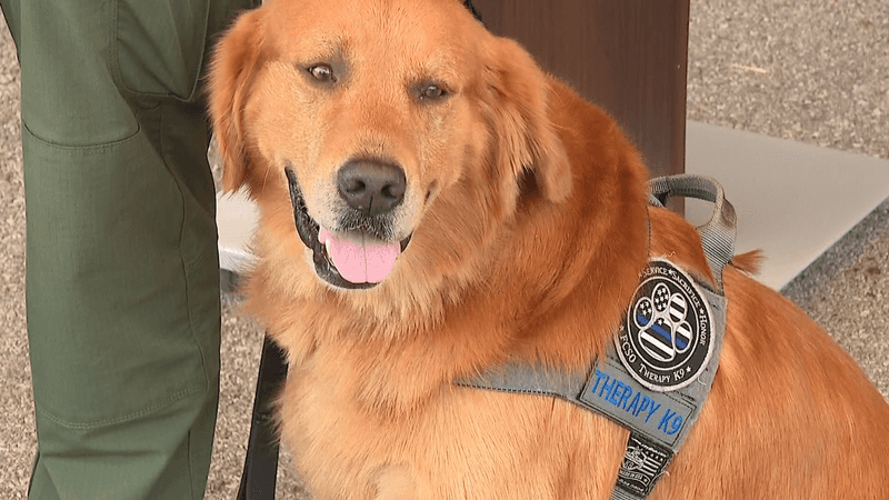 Golden Retrievers: Sunshine In Fur Form
