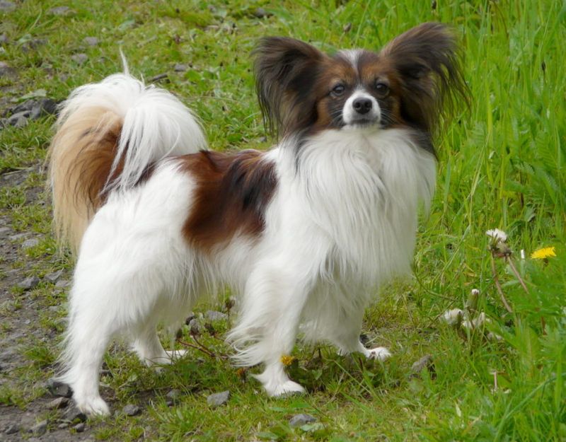 Papillons: The Tiny Competitors