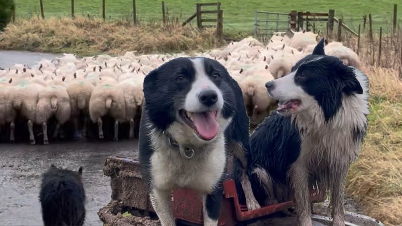 Border Collies: Partners In Herding Crime
