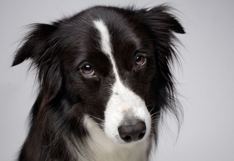 Border Collies