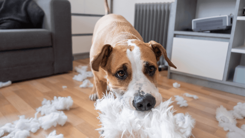 Destructive Behavior