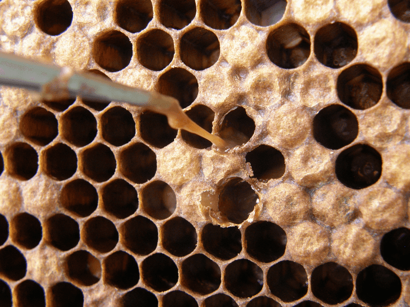 Disease Outbreaks Decimate Populations