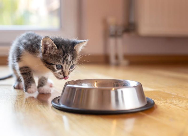 Inconsistent Feeding Schedules Trigger Anxiety