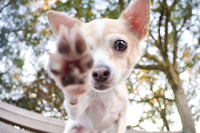 Pawing Or Nosing You