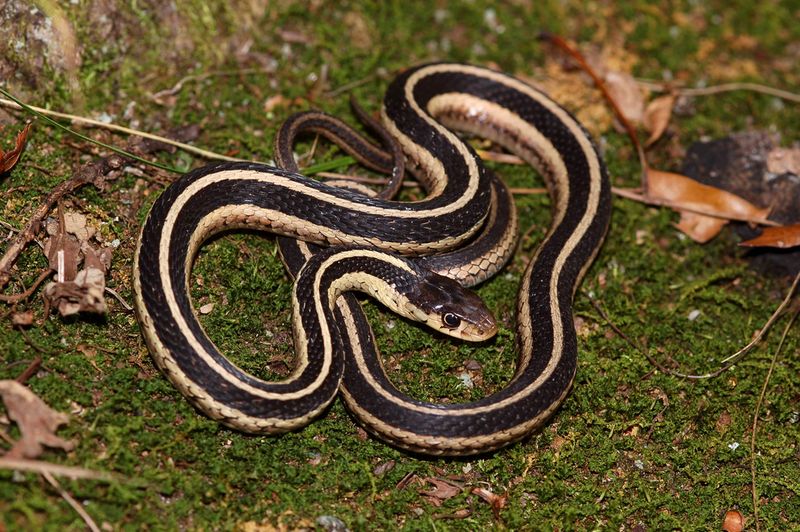 Non-Venomous Species Known For Being Harmless