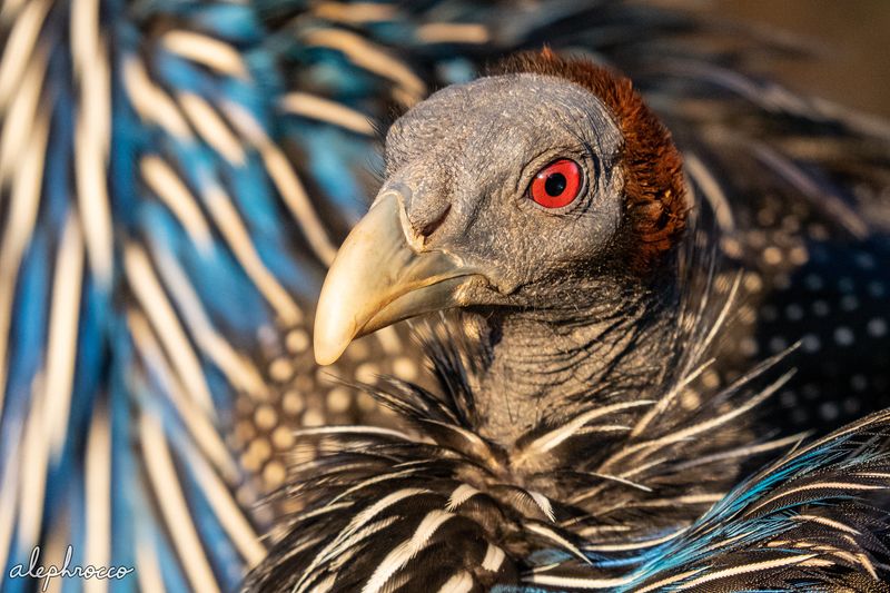 Vulturine Guineafowl's Punk Rock Liner