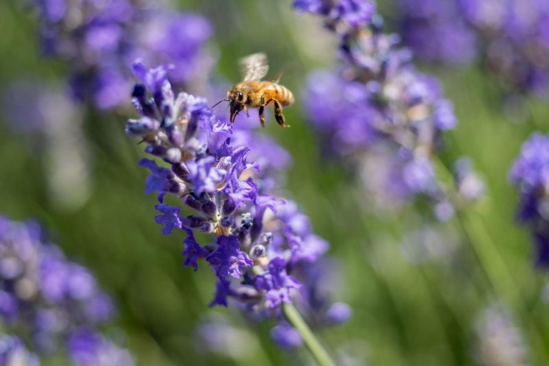 Honeybees: Pollination Champions