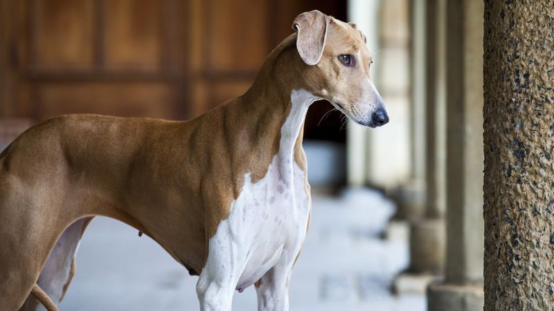 Azawakh – Desert Sighthound On The Edge