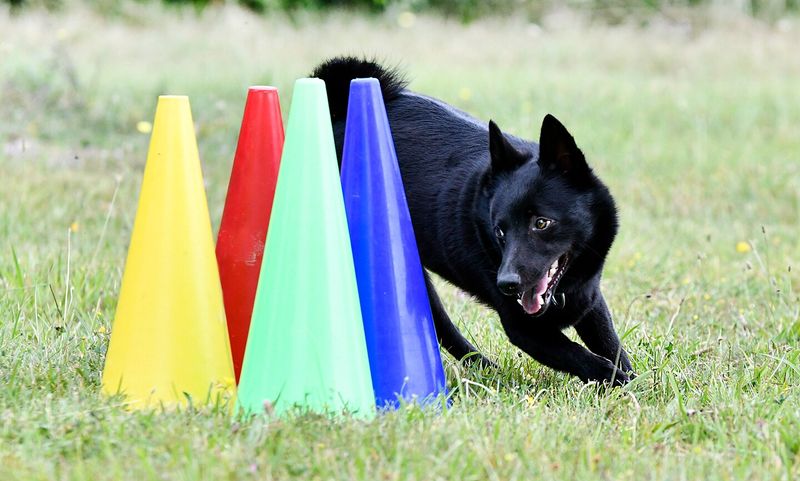 Schipperke