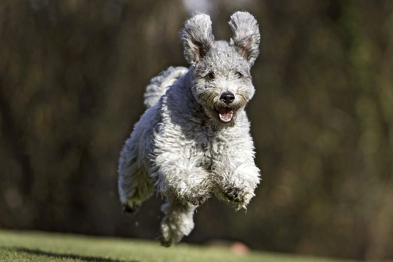 Pumi