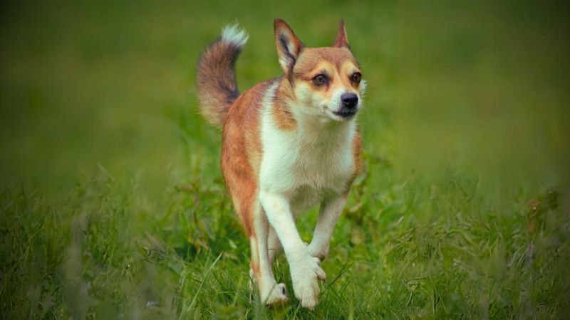 Norwegian Lundehund