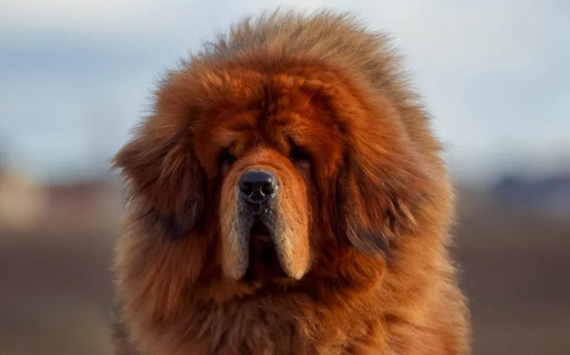 Tibetan Mastiff