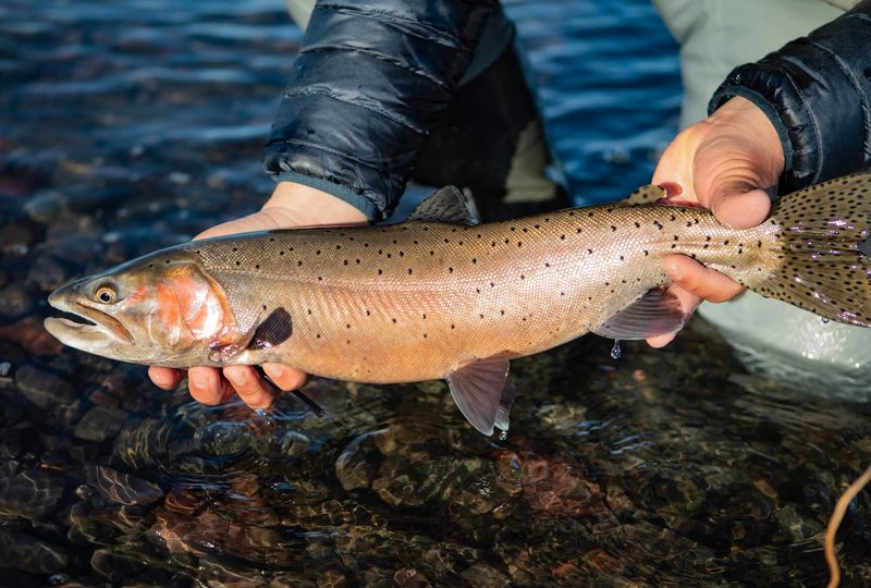 Mono Lake's Forgotten Lahontan Cutthroat