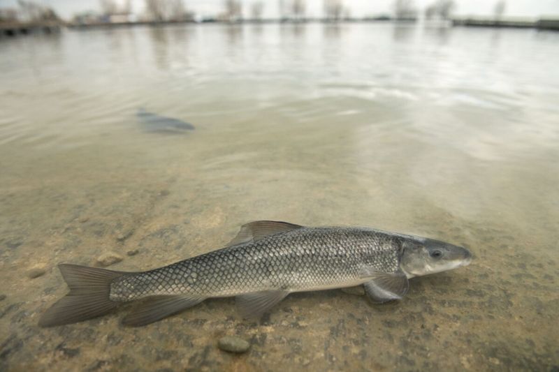 Utah Lake's Extinct June Sucker