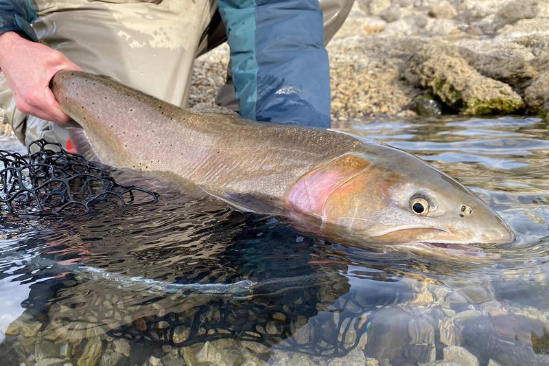 Pyramid Lake's Lost Lahontan Cutthroat
