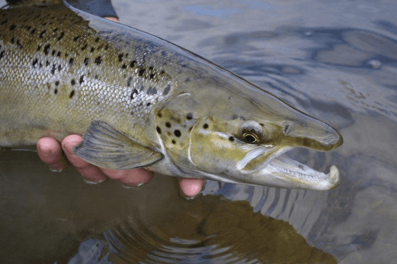 Lake Champlain's Vanished Atlantic Salmon