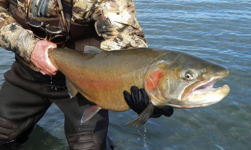 Walker Lake's Lost Lahontan Cutthroat