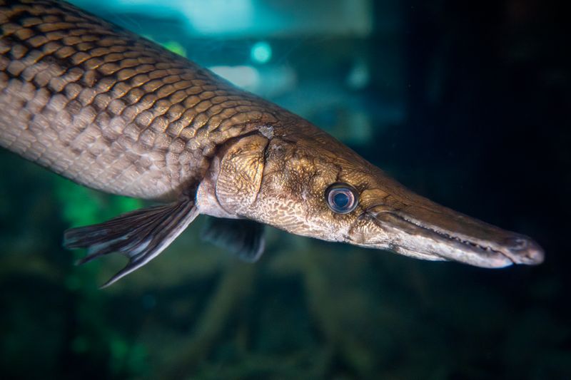 Alligator Gar: The Armored River Dragon