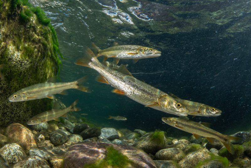 Sacramento Pikeminnow: California's Vigilant Protector