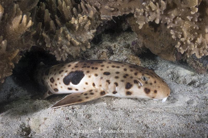 Bamboo Shark: The Underwater Houdini