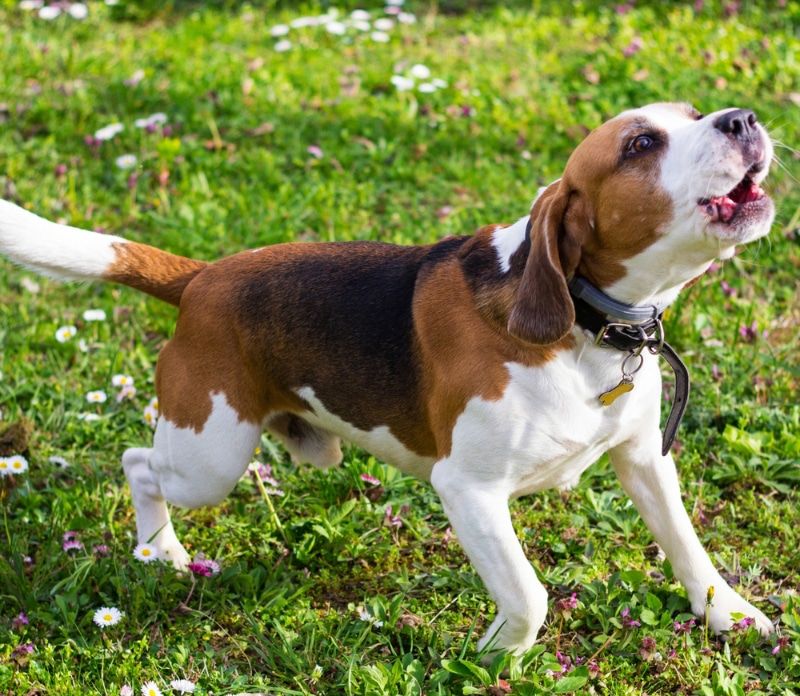 Excessive Barkers: Beagles