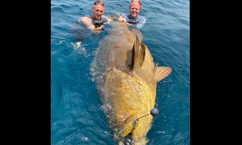 Goliath Grouper