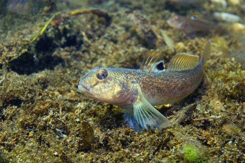 Goby Fish (Round Goby)