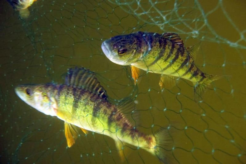Yellow Perch