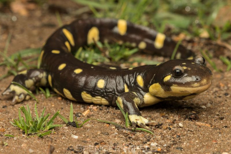 Vanishing Jewel: California Tiger Salamander