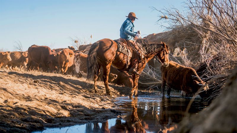 Zapata Ranch – Colorado's Conservation-Minded Bison Experience