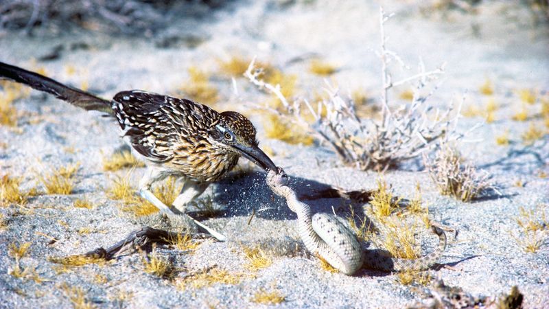Roadrunner