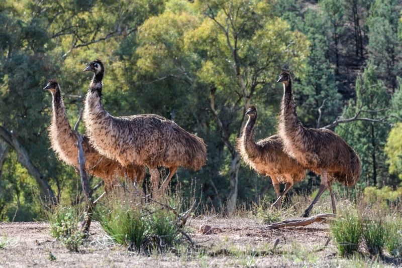 Emu