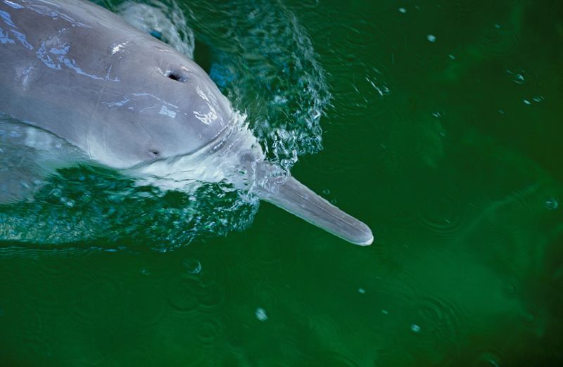 Baiji: The Yangtze River Dolphin