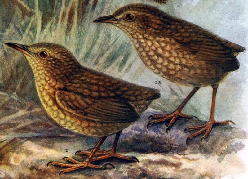 Stephen's Island Wren: Found And Lost In One Stroke