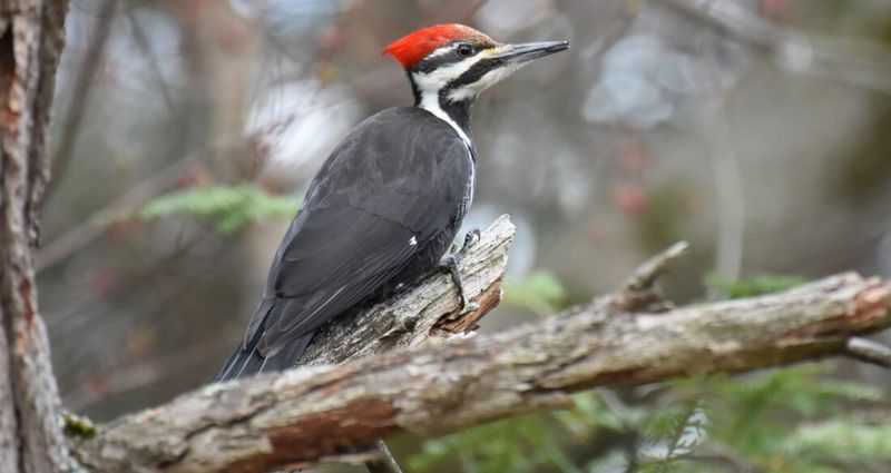Ivory-Billed Woodpecker
