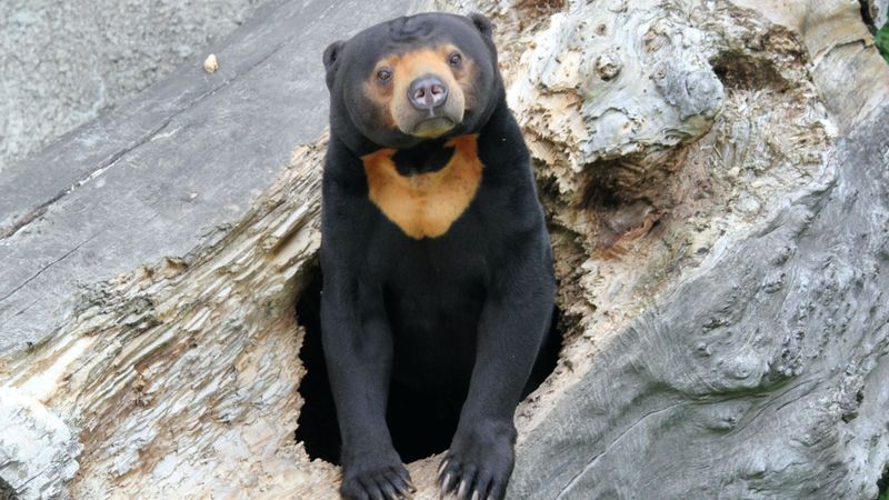 Sun Bear (Helarctos malayanus)