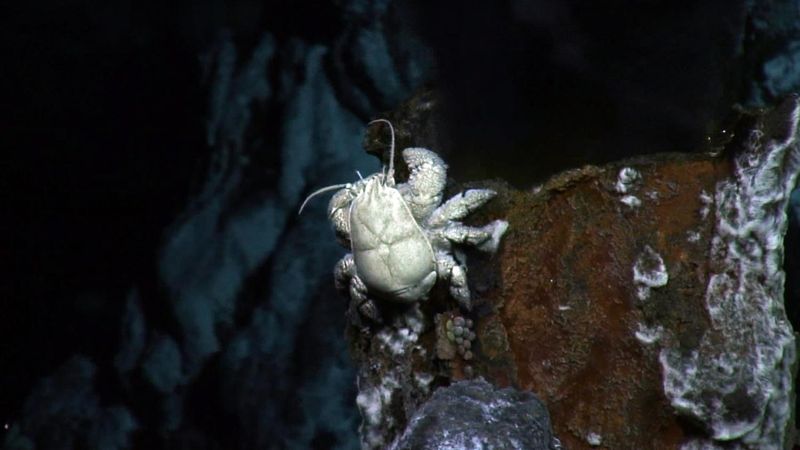 Ghost-White Crabs Emerge From Nowhere