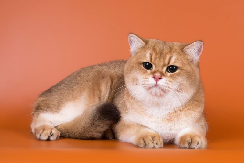Rare Golden Cats