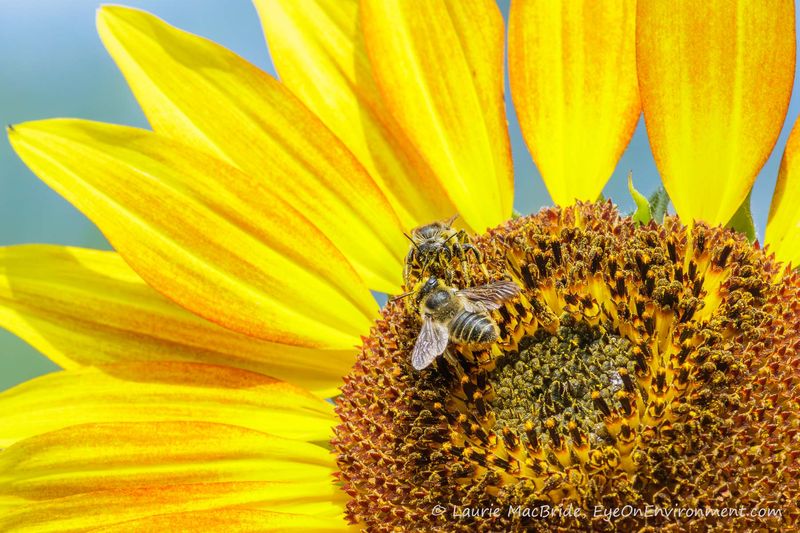 Sunflowers: Towering Beacons Of Gold