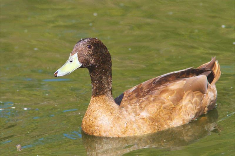 Versatile Farmhands: Khaki Campbell Ducks