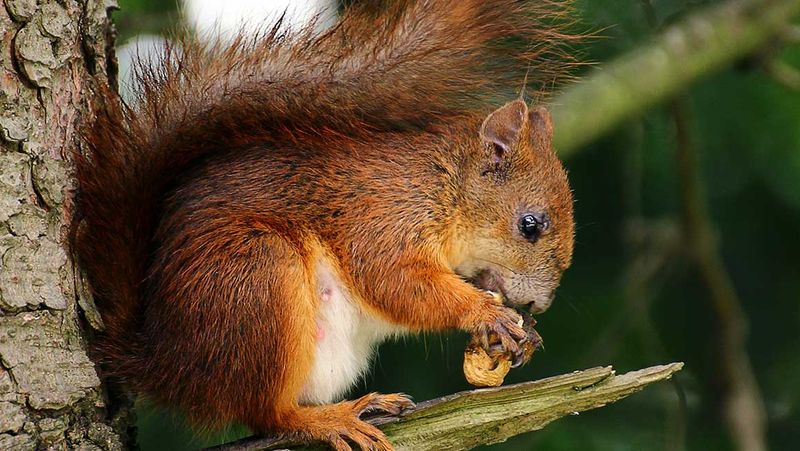 Why Native Species Matter