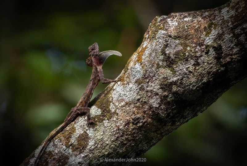 Draco Lizard