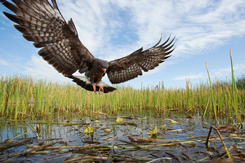 Shell-Cracking Specialists: Snail Kites