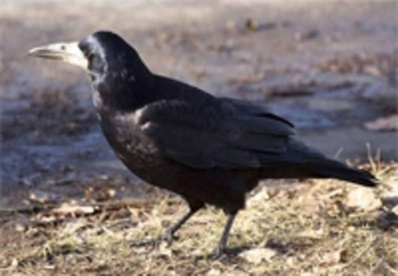 Sponge Collectors: Corsican Crows