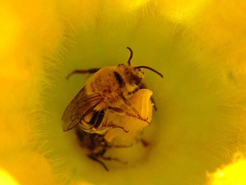 Squash Bees