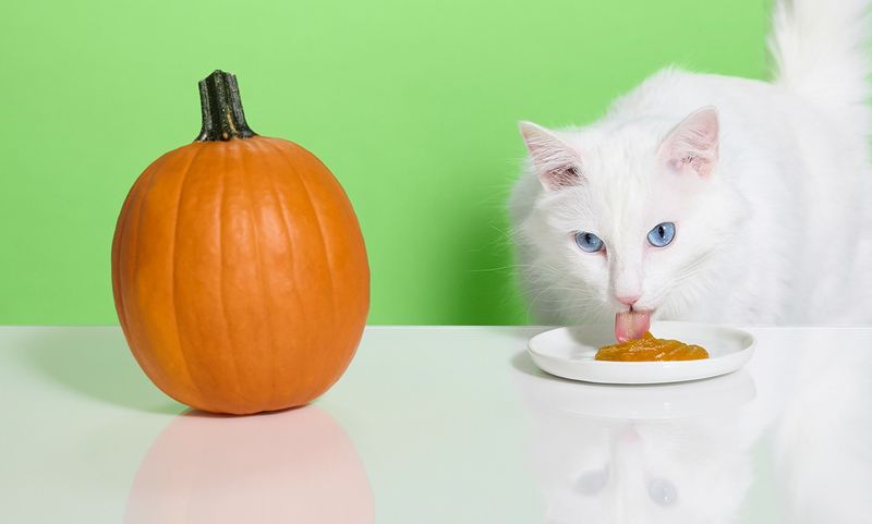 Pumpkin Puree - Digestion Helper